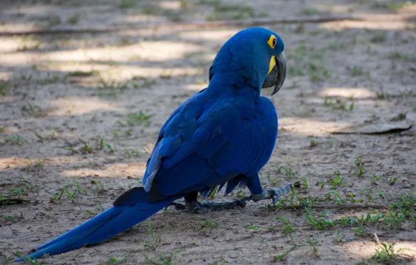 Picture bird, paint, feathers, beak, parrot, tail