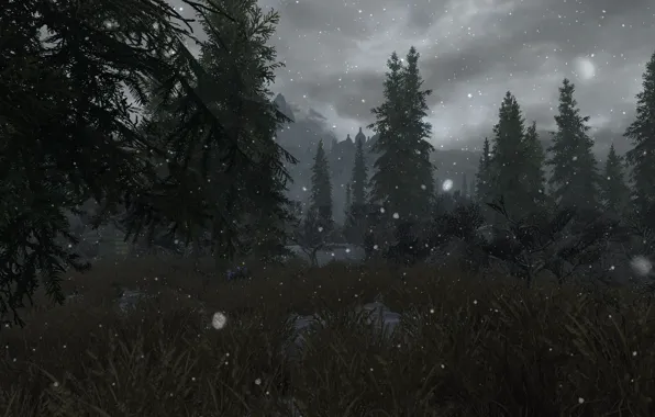 Trees, spruce, ate, grass, trees, skyrim, Skyrim, fir-tree