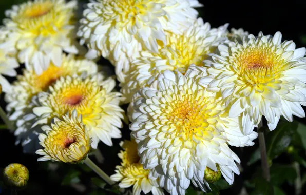 Wallpaper flowers, the dark background, a lot, macro, chrysanthemum, white, bokeh