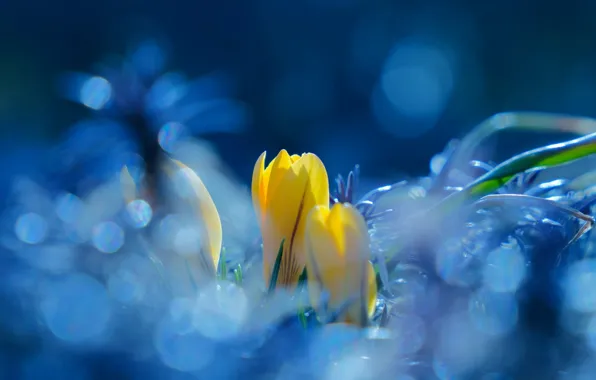 Picture leaves, light, flowers, yellow, glare, spring, crocuses, a couple