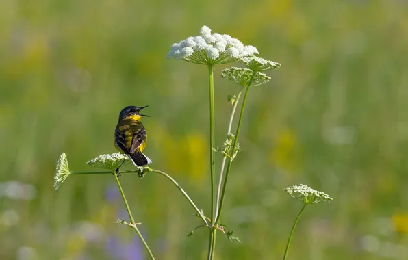 Blurred background, yellow Wagtail, Dmitry Chudinin