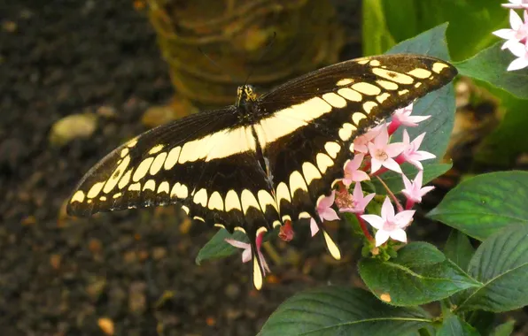 Macro, wings, Butterfly, beautiful, flowers, closeup