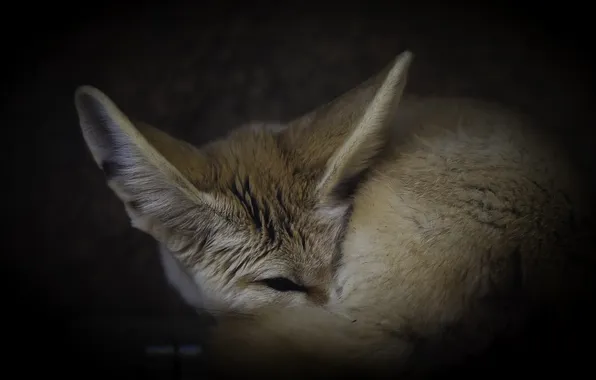 Picture sleep, Fox, fur