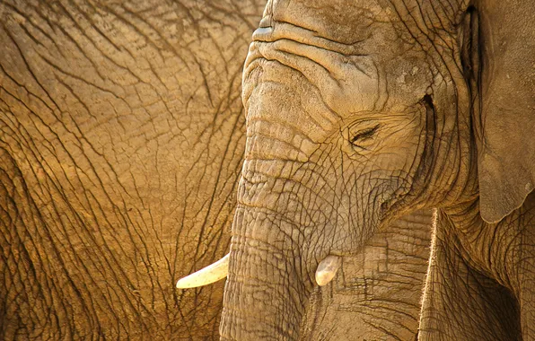 Nature, background, elephants