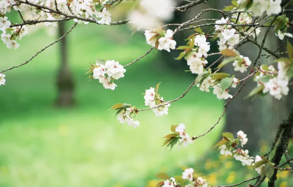 Picture greens, trees, spring, white flowers