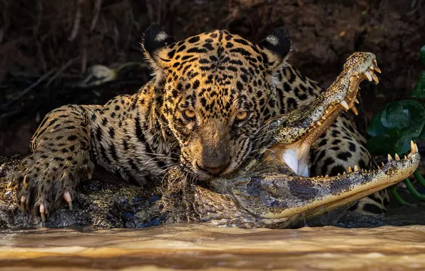 Picture river, Ian Ford, Caiman Crunch, jaguar, hunt, caiman, Caiman, Jaguar