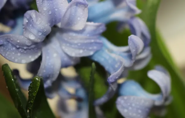 Drops, macro, flowers, nature, Rosa, plant, beautiful, purple