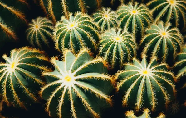 Needles, cacti, a lot, bokeh