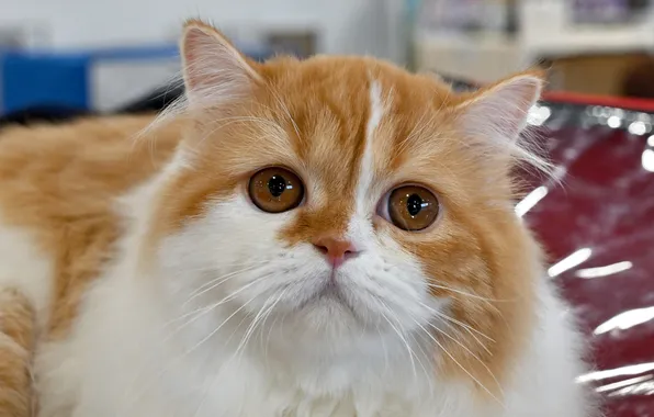 Cat, cat, look, pose, kitty, portrait, red, face