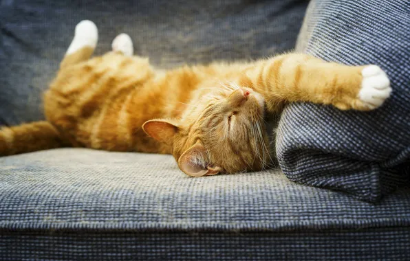 Cat, cat, pose, sofa, stay, sleep, red, sleeping