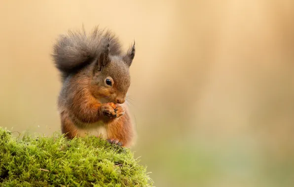 Moss, food, protein, nuts