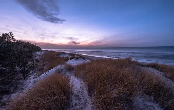 Picture winter, sea, beach, grass, snow, pine