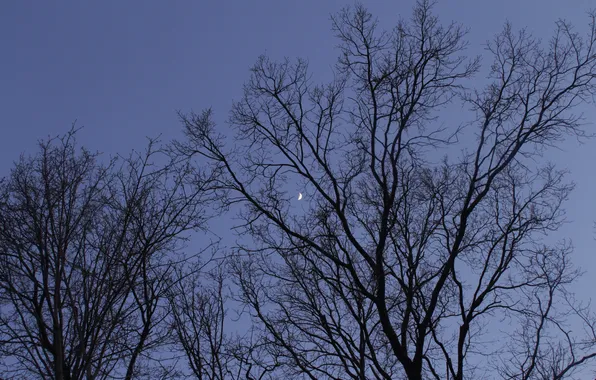 The sky, trees, branches, nature, the moon, spring, the evening, twilight