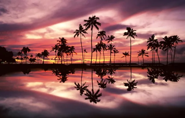 The sky, clouds, sunset, palm trees