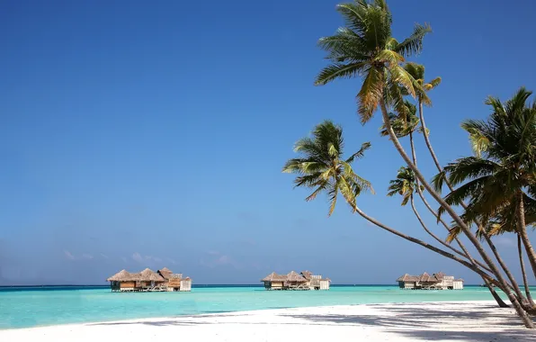 Beach, palm trees, the ocean, exotic, Bungalow, ocean, white sand, resort