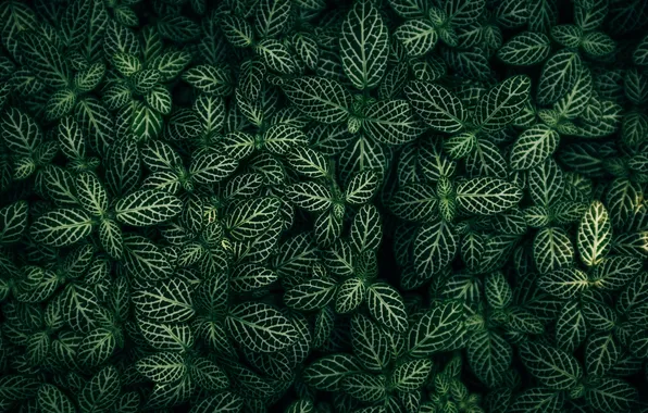 Picture green, leaves, plants, foliage, closeup, Fittonia