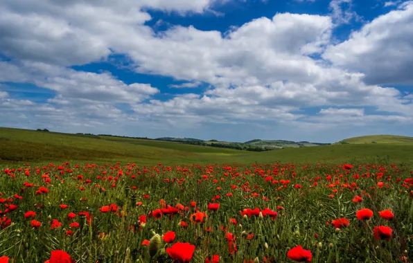 Picture field, summer, the sky, clouds, flowers, red, blue, hills