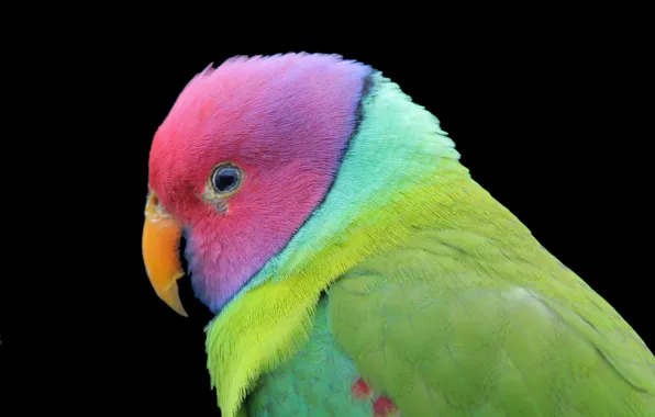 The dark background, bird, parrot, color