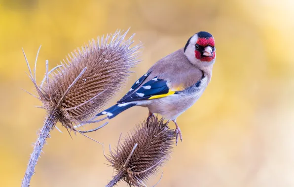 Background, bird, stems, plant, goldfinch, bird