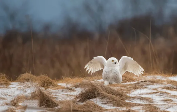 Field, grass, snow, nature, owl, bird, wings, white