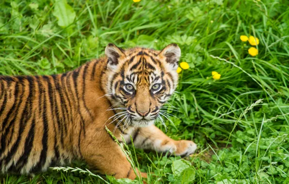 Picture cat, grass, look, tiger, cub, kitty, tiger, Sumatran