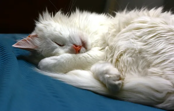 Cat, cat, sleeping, lies, white