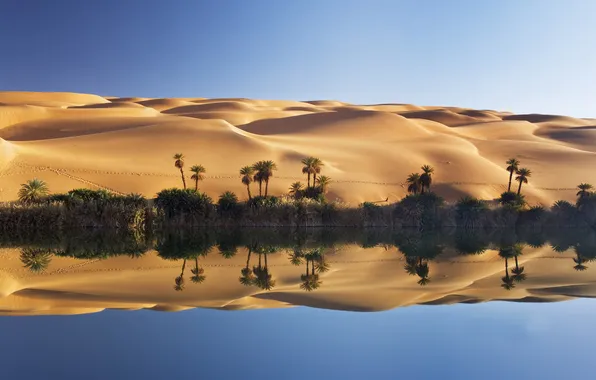 Picture sand, lake, palm trees, desert, dunes, oasis, Libya, Sugar