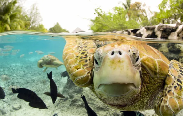Eyes, macro Wallpaper, sea turtle under water