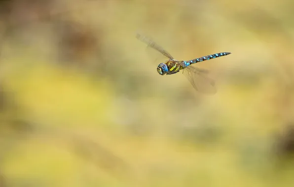 Flight, background, dragonfly