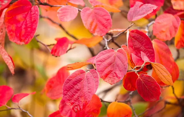 Autumn, leaves, macro, branches, the crimson