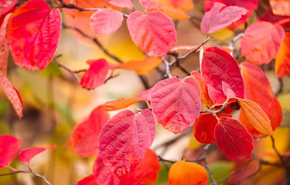 Picture autumn, leaves, macro, branch, the crimson
