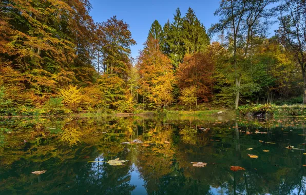 Picture autumn, trees, reflection, Belgium