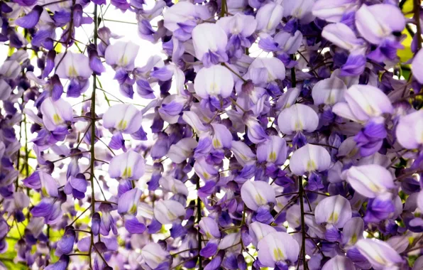 Picture macro, flowers, texture, petals, curtain, vine, basket, curly