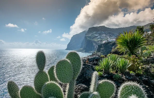 Landscape, nature, the city, cacti