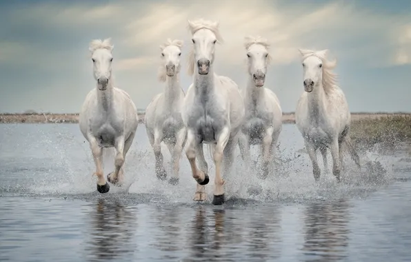 The sky, clouds, squirt, shore, horses, horse, running, white