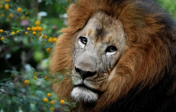 Nature, Leo, beast