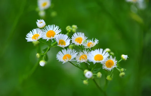 Picture field, petals, Daisy, meadow