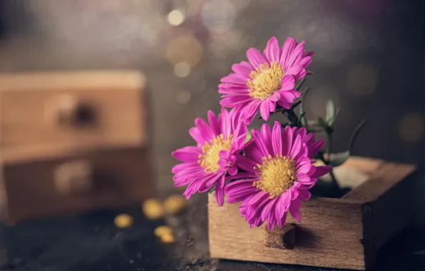 Picture macro, flowers, petals, bokeh, drawers