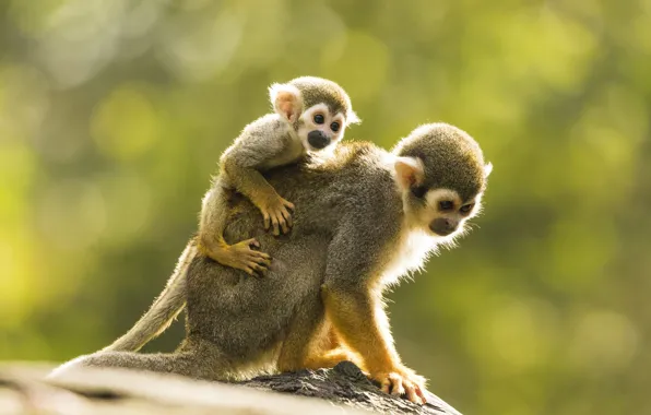 Look, pose, background, baby, monkey, monkey, monkeys, cub