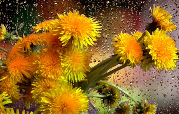 Drops, rain, bouquet, Dandelions
