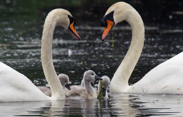 Picture water, birds, nature, swans, Chicks, the goslings