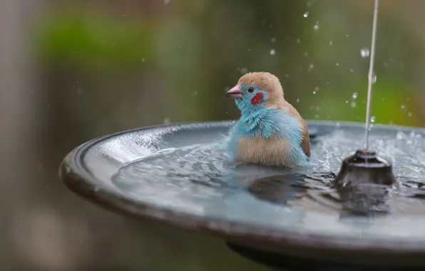 Bird, splashing, fountain