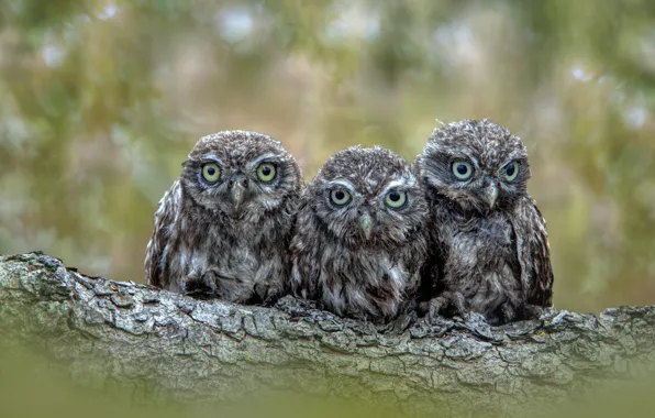 Birds, owl, three, log, owls, trio, Chicks, owlets