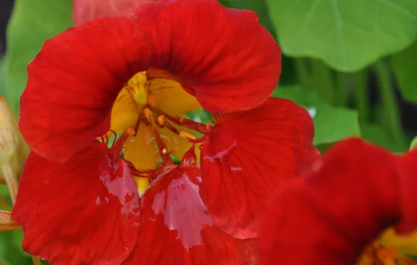 Picture Macro, Drops, Macro, Drops, Red flower, Red flower