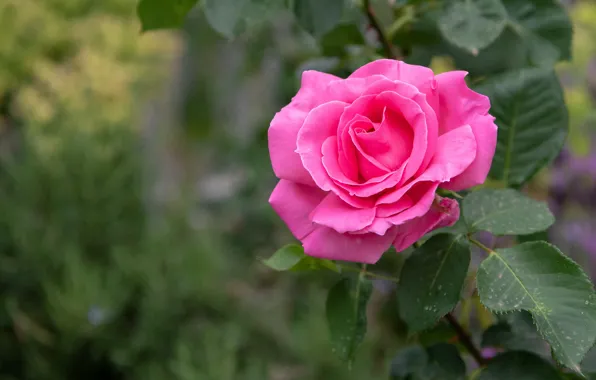Picture leaves, flowers, background, roses, garden, pink, bokeh