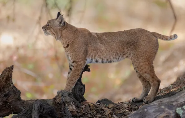Look, leaves, nature, tree, profile, log, lynx, wild cat