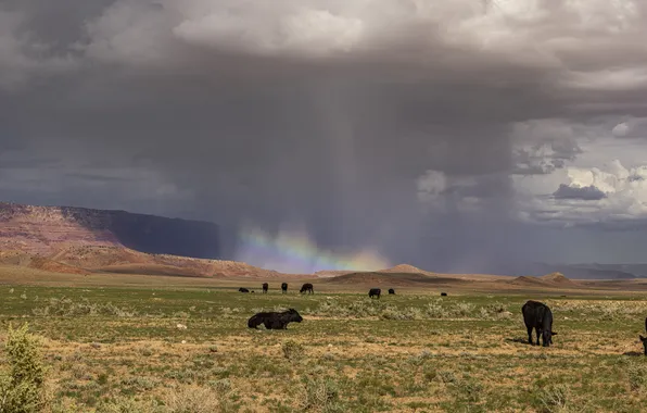 The storm, field, animals, the sky, mountains, clouds, rain, rocks