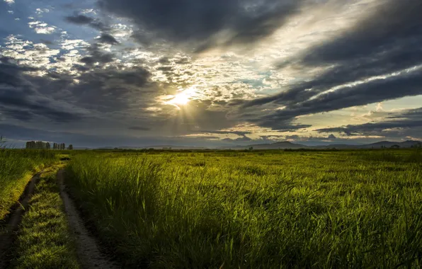 Picture field, sunset, nature