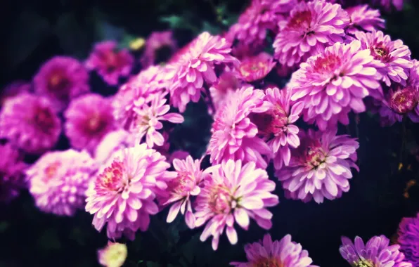 Picture flower, pink, purple, chrysanthemum