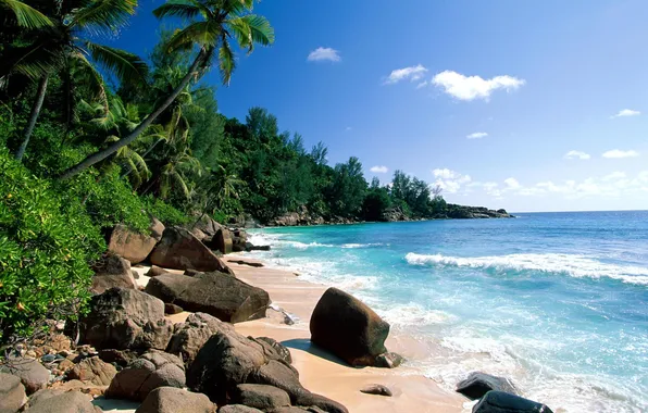 Sand, sea, clouds, stones, palm trees, thickets